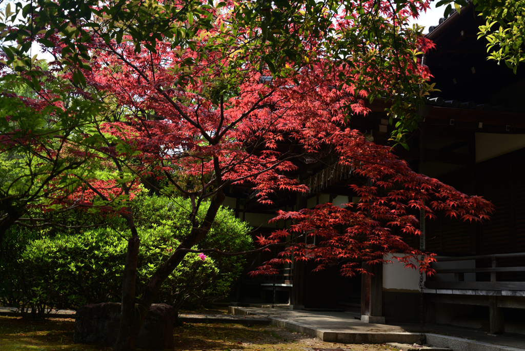 220419a上御霊神社03