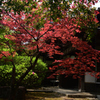 220419a上御霊神社03