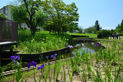 250605a白鷺公園17