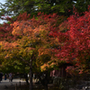 211106b神護寺07