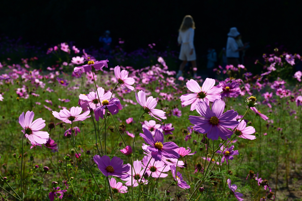 211015万博公園15