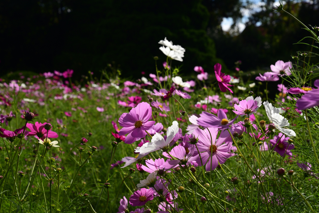 211022京都植物園23