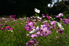 211022京都植物園23