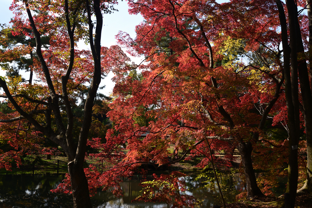 211116京都植物園18