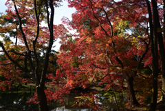211116京都植物園18
