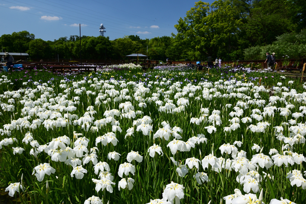 210609山田池公園15
