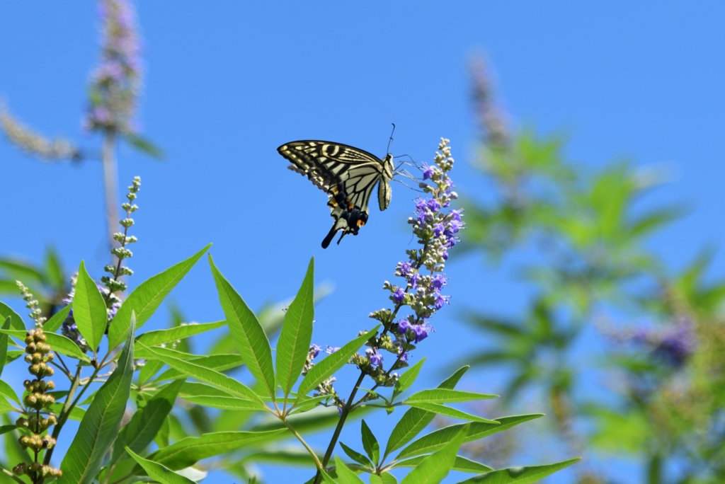 180916馬見丘陵57+