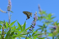 180916馬見丘陵57+