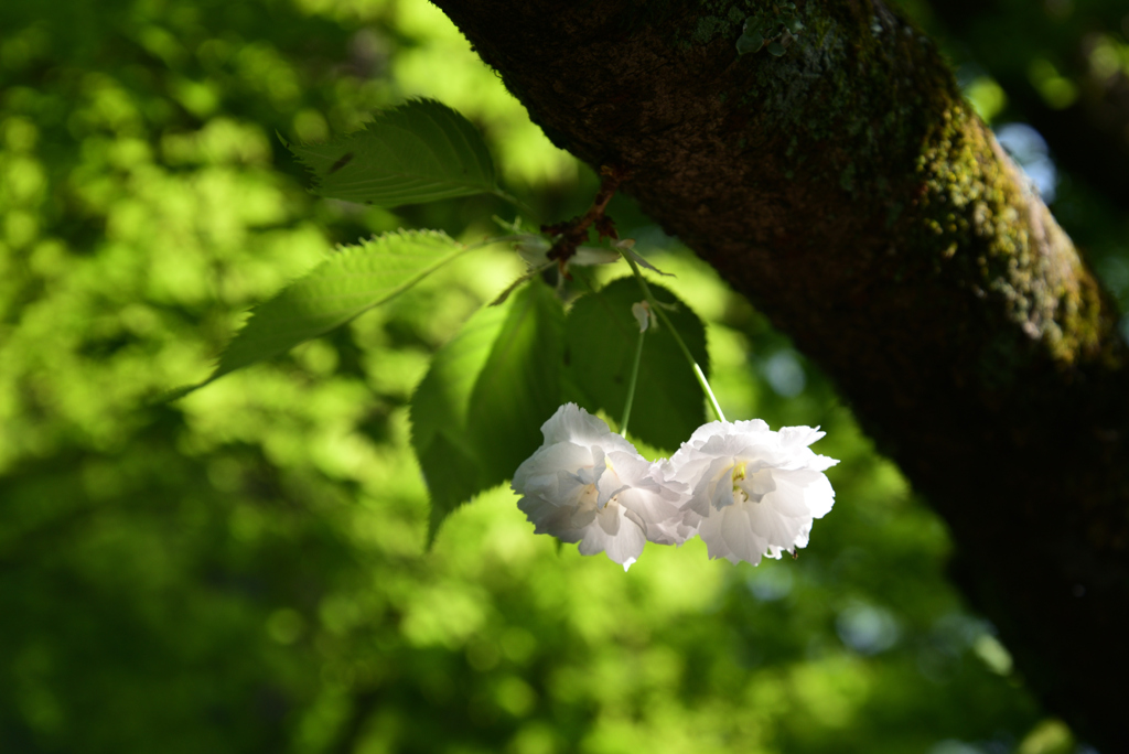 220422梅宮大社41