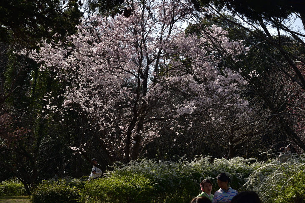 200321京都植物園42