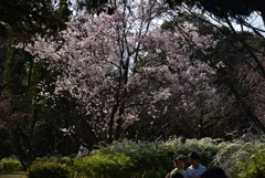 200321京都植物園42