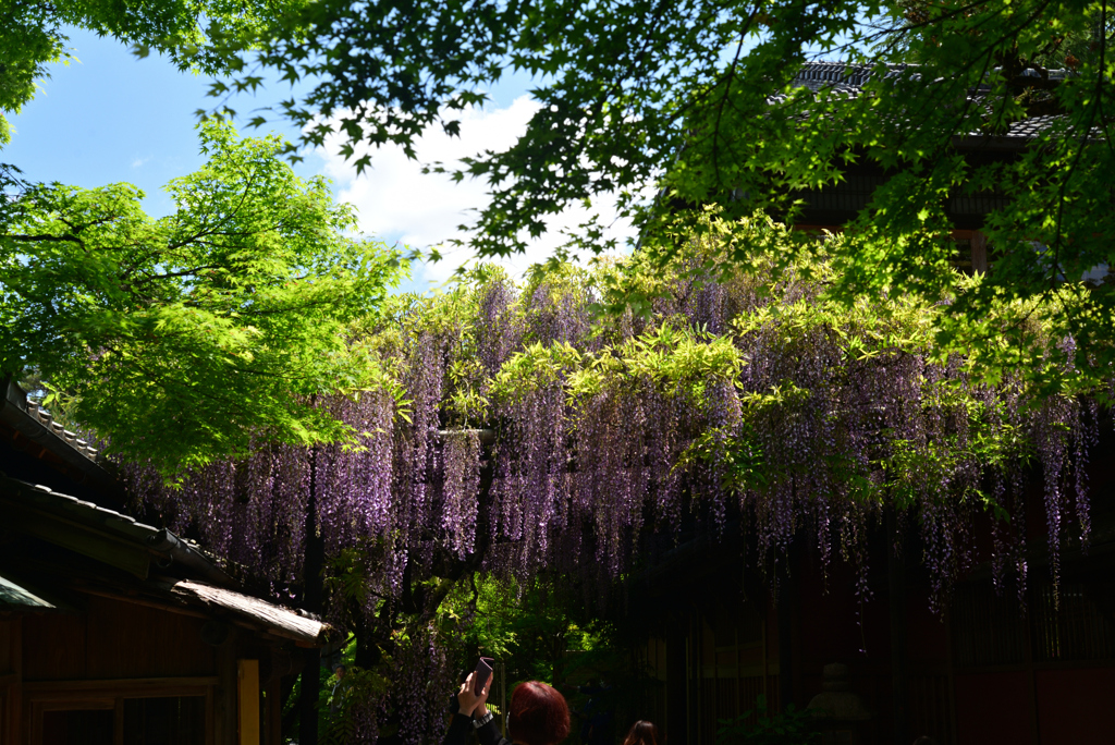 240425b長岡天満宮26