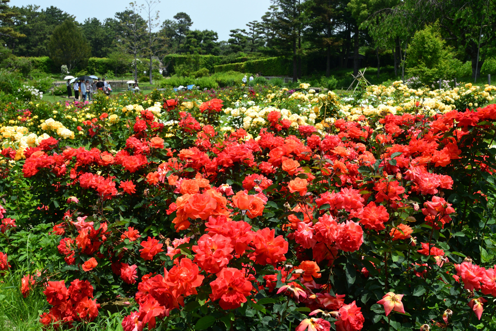 250523a浜寺公園18