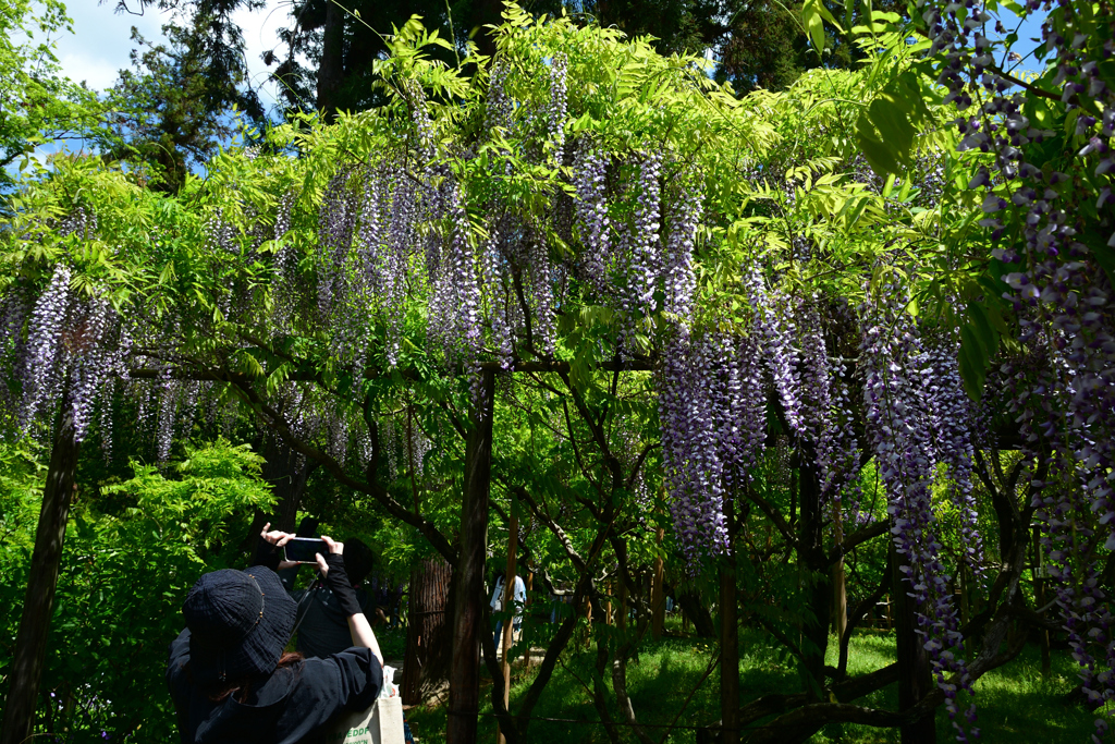 250429c萬葉植物園31