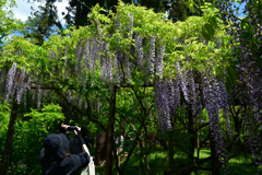 250429c萬葉植物園31