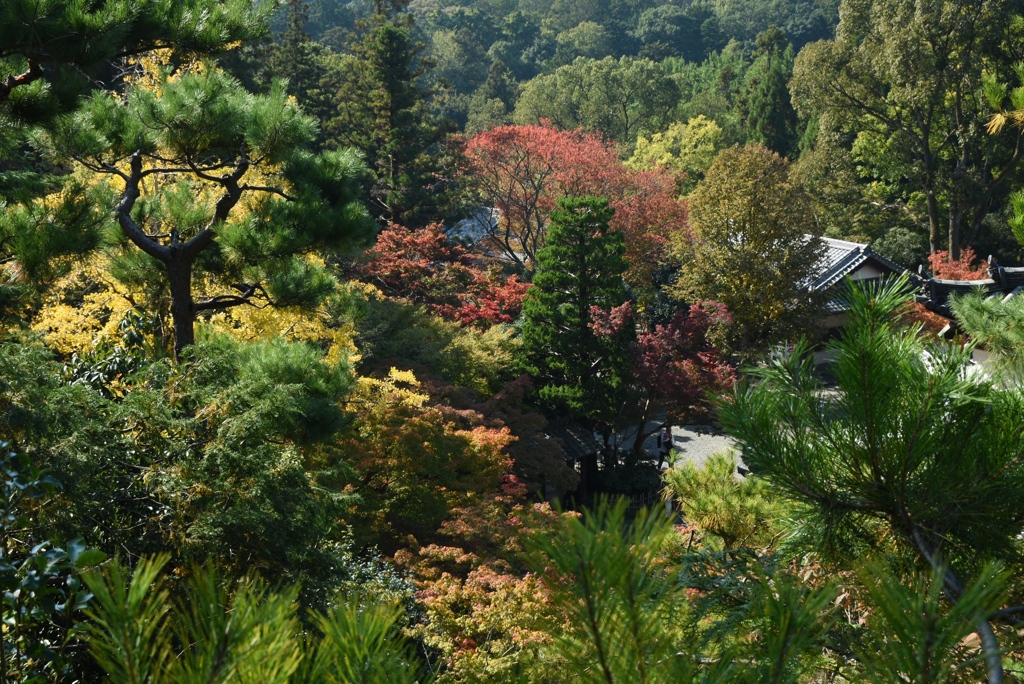 171103c今熊野観音33