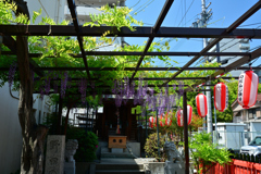 250427のだふじ巡り11