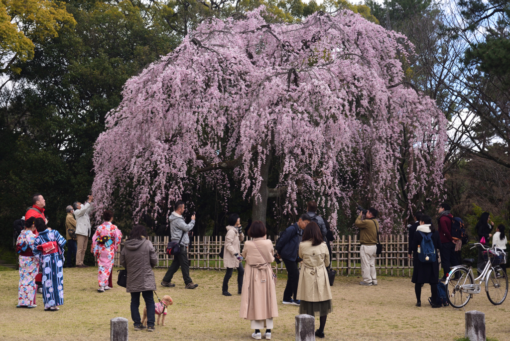 190324d京都御苑06