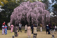 190324d京都御苑06