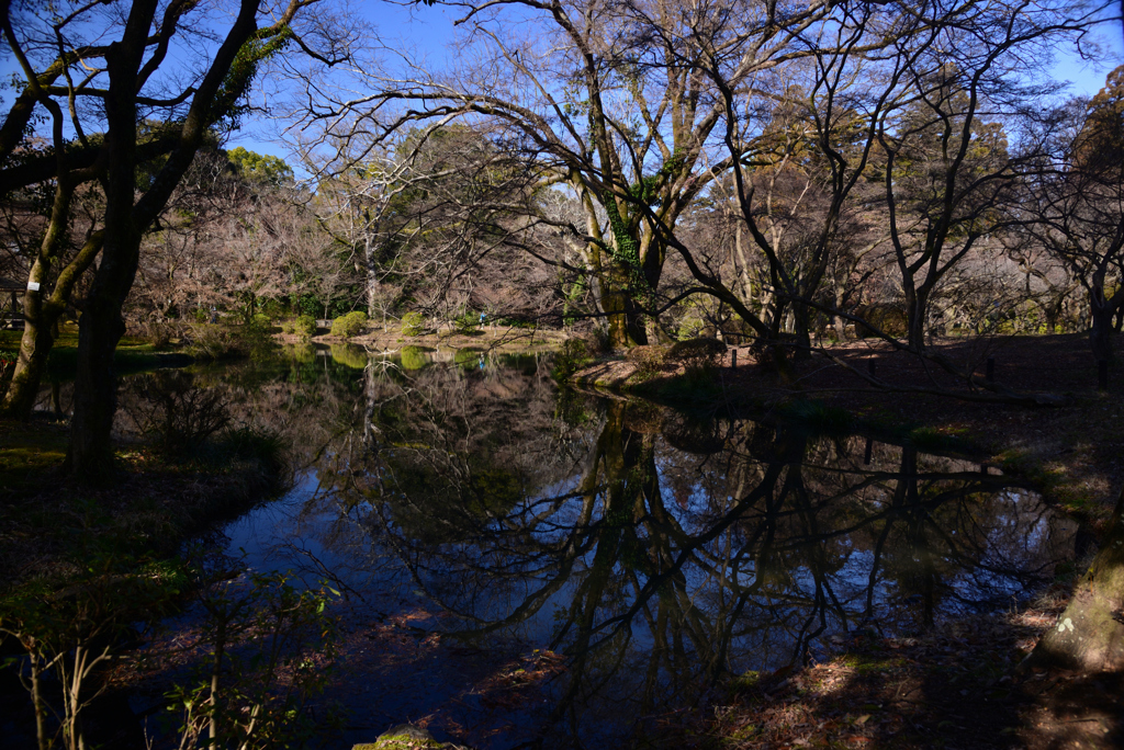 240130a京都植物園13