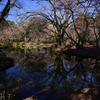 240130a京都植物園13