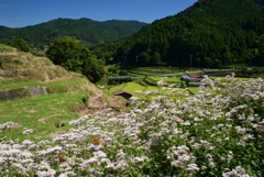 220925a明日香稲渕26