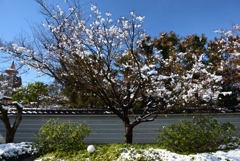200209a妙満寺42 200209a妙満寺42