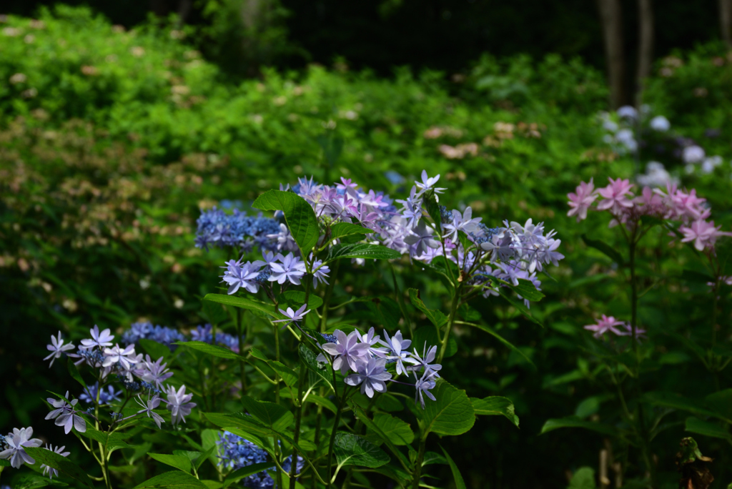 200627万博公園28