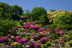 240428蹴上つつじ03