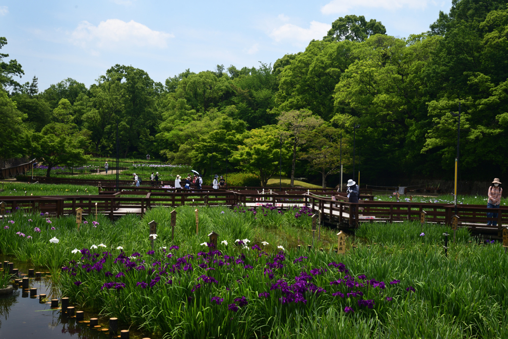 220528山田池公園23