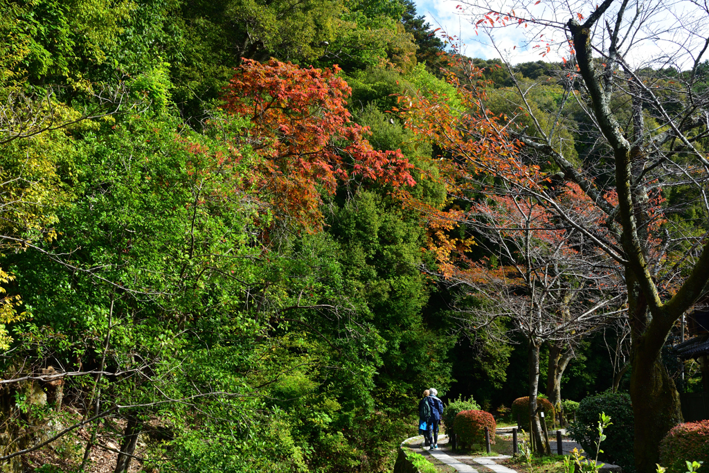 251111d哲学の道05