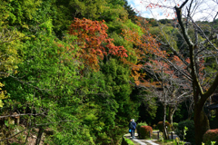 251111d哲学の道05