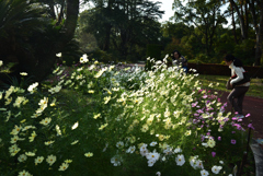 191116b京都植物園39