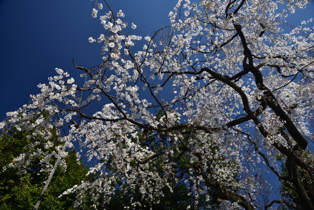 200325b車折神社09
