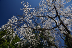 200325b車折神社09