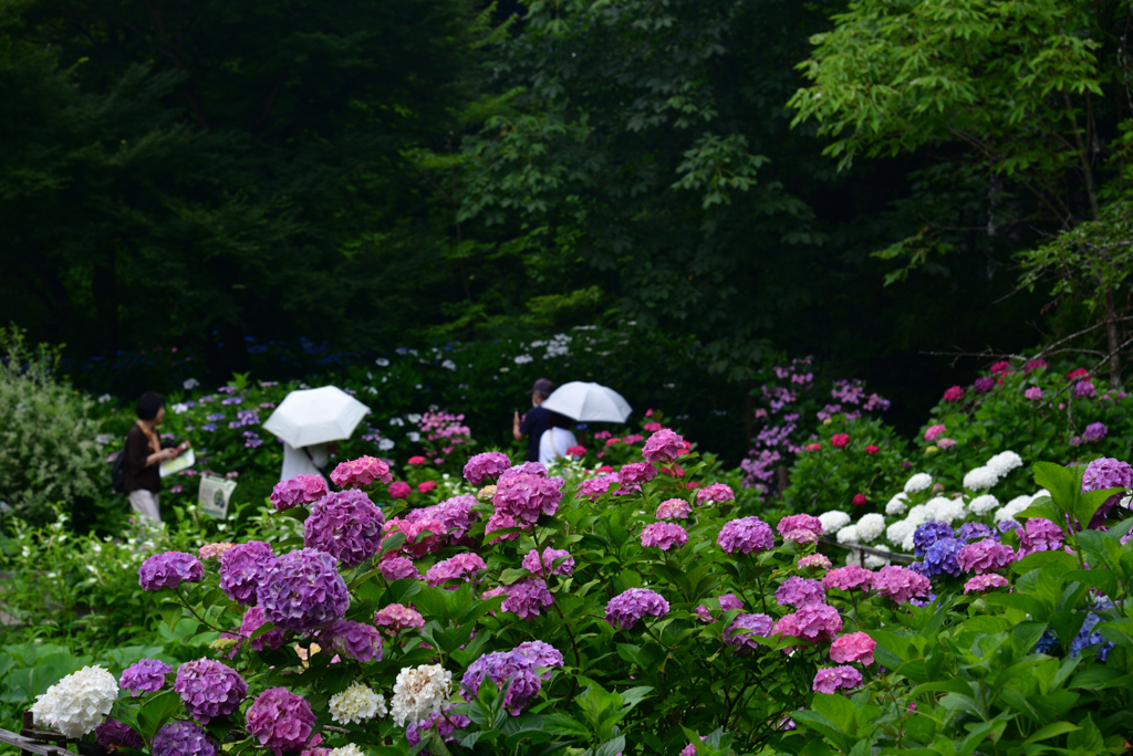 240620京都植物園25
