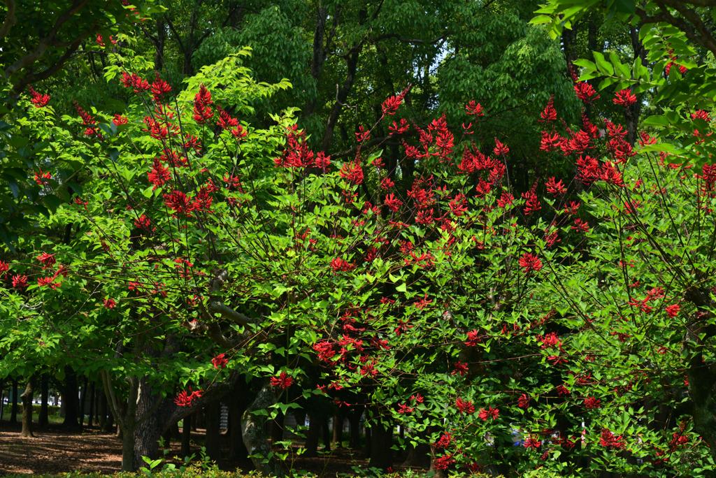 220619長居植物園01