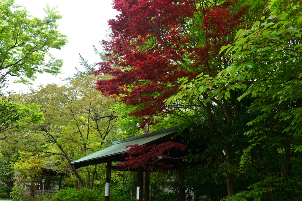 250418a京都御苑01