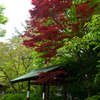 250418a京都御苑01