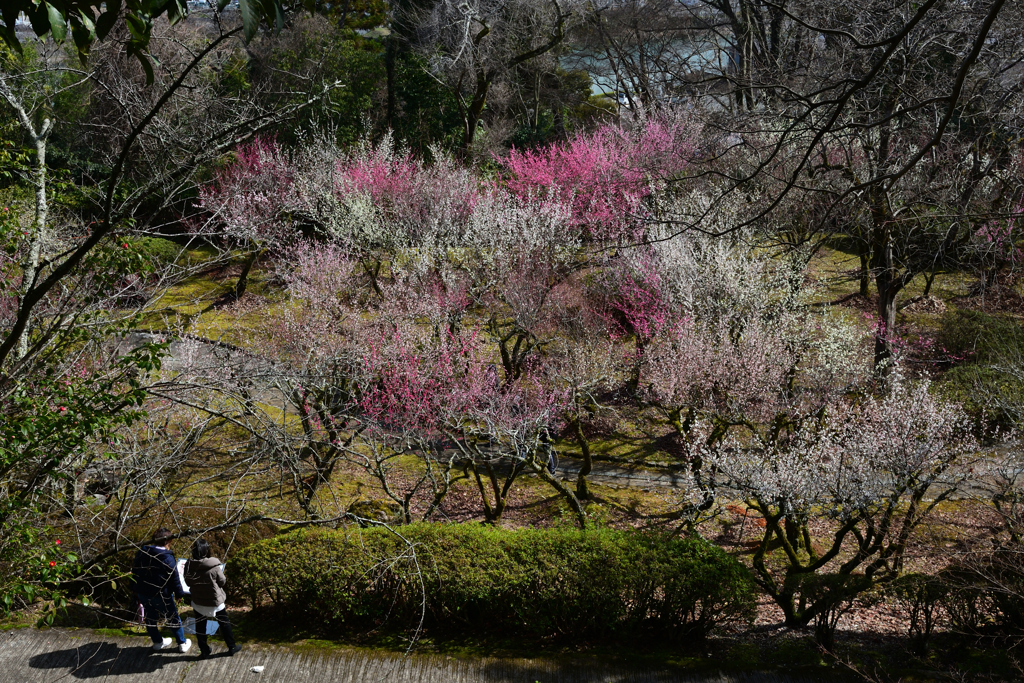 240224a石山寺43