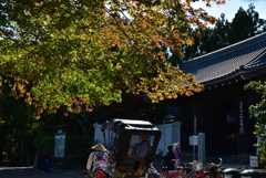 191109b嵯峨野24
