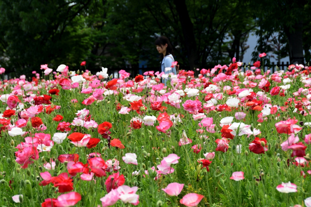 180516長居植物園09+