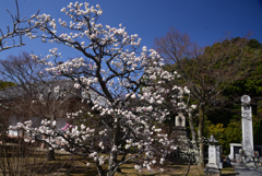 250314d智積院18
