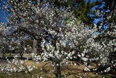 210224b京都御苑26