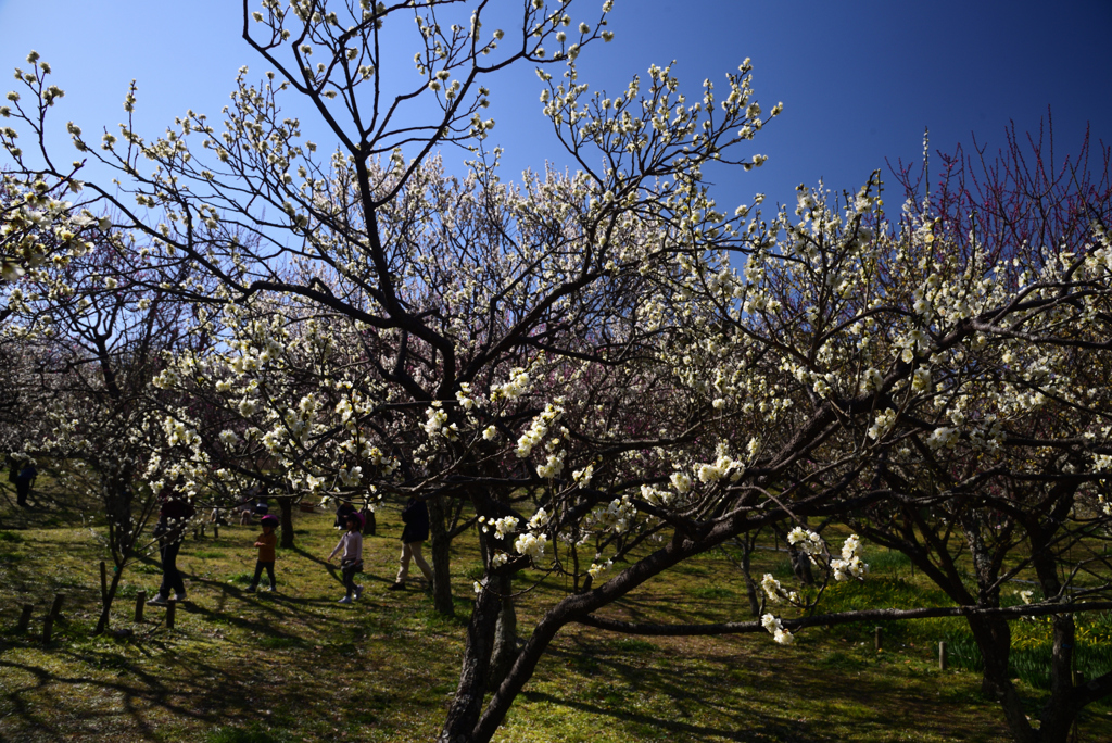 200224a山田池公園24