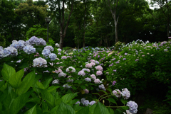 200627万博公園38