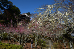260305a石山寺06