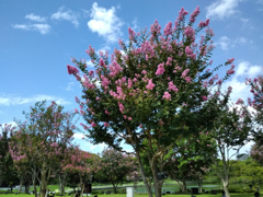 220910a長居植物園17