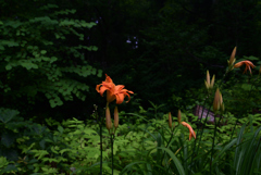 210716a京都植物園20