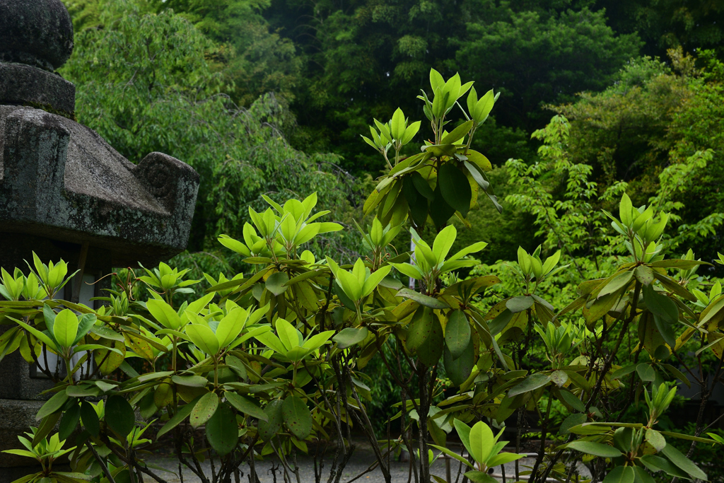 230604e平野神社12